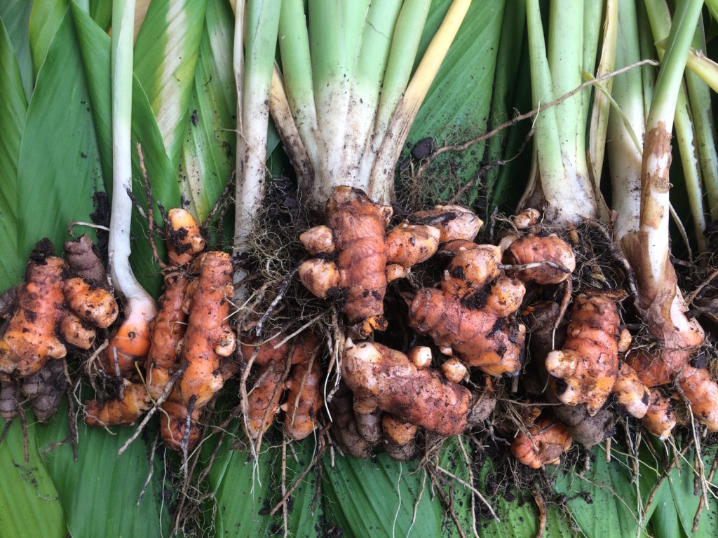 The Power of Turmeric for UV Protection in Utu's SPF50 Sunscreen Stick