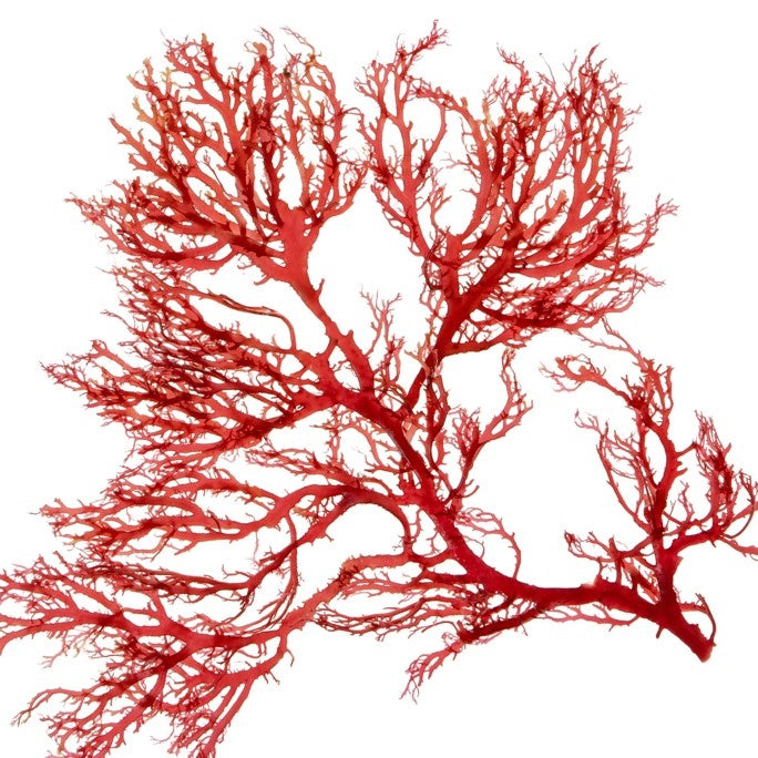 Astaxanthin: A Key Ingredient In Utu's SPF30 Sunscreen Daily Moisturizer